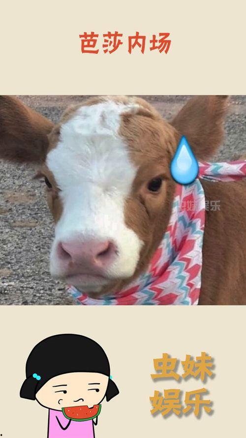 娱乐吃瓜酱素材